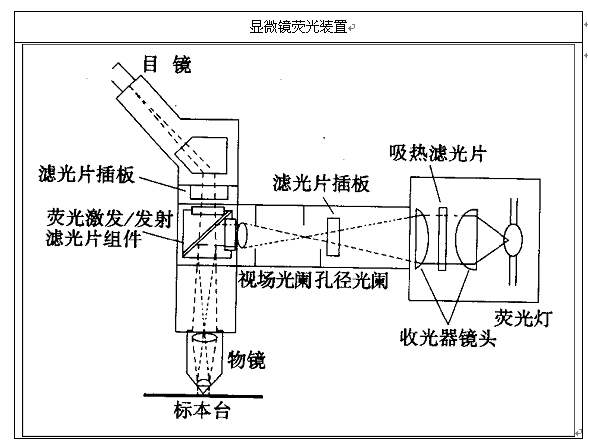 荧光显微镜工作原理图