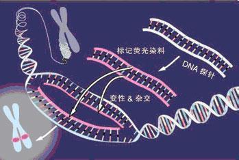 核型、荧光原位杂交（fish）