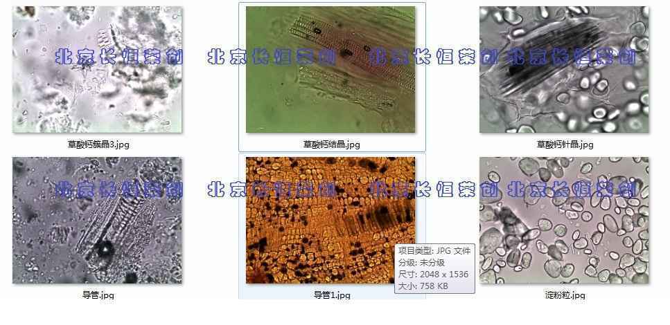 中药材粉末观察鉴定用进口显微镜CX41-LV3201